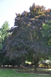 Acer platanoides 'Crimson King' — photo 7